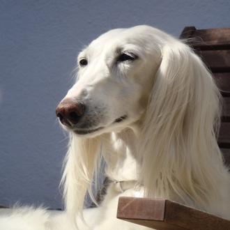 Foto de Ludka, hembra y de raza Saluki