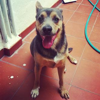 Foto de lola, hembra y de raza mestiza