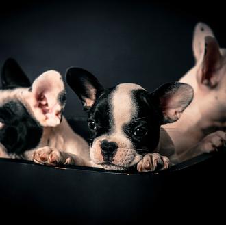 Foto de Nora, hembra y de raza Bulldog frances