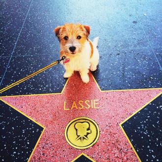 Foto de Uma, hembra y de raza Jack Russell Terrier 