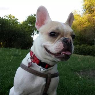 Foto de Lola, hembra y de raza bulldog frances