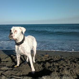 Foto de Lola, hembra y de raza Boxer