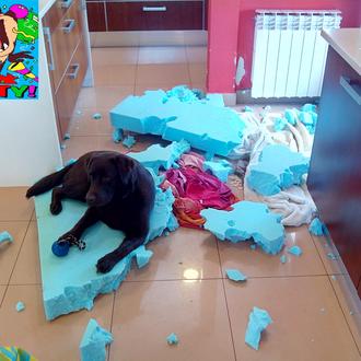 Foto de LOLA, hembra y de raza LABRADOR