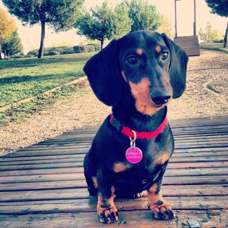 Foto de Tecka, hembra y de raza Dachshund