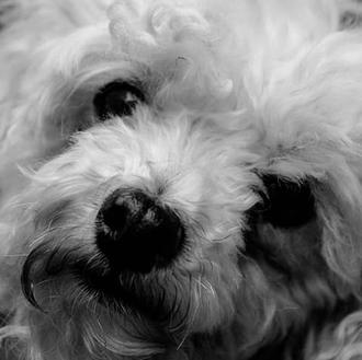 Foto de Lunita, hembra y de raza poodle