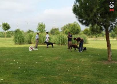 5 parques para disfrutar con tu perro en Sevilla