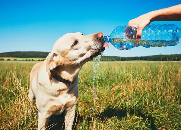 Detectar cuanto antes un golpe de calor en perros es crucial: puede ser mortal y suceder incluso a menos de 20°C
