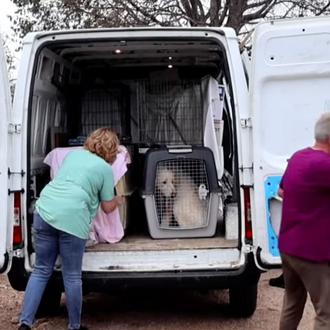 Ante la situación de emergencia y para fomentar acogidas, desde …