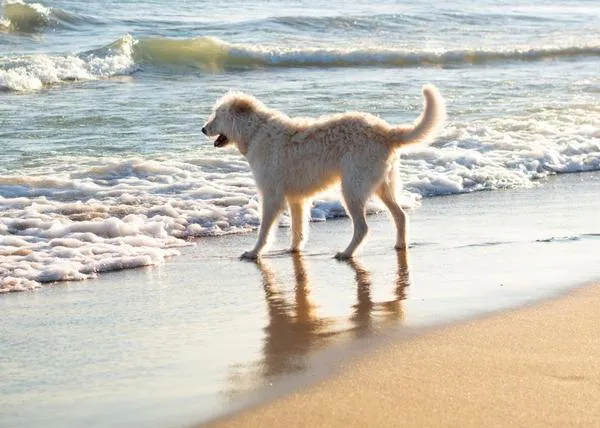Comienza la temporada de playas en Vilanova i la Geltrú con la nueva playa canina en la del Far de Sant Cristòfol