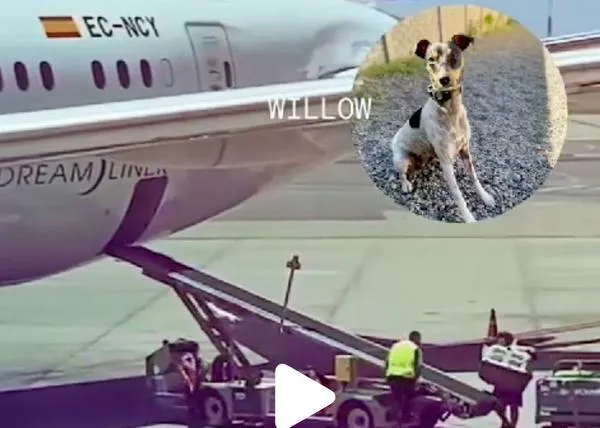 Denuncian el maltrato que ha sufrido un perro que viajaba con Air Europa: más de 30 minutos al sol y 25 bajo la lluvia