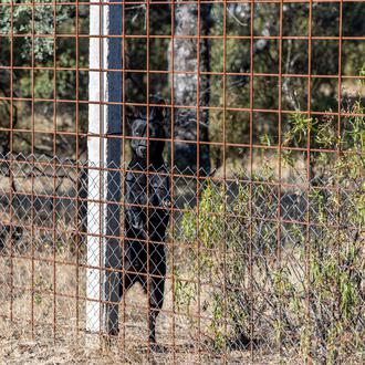 La DG Derechos de los animales aclara cómo los veterinarios …