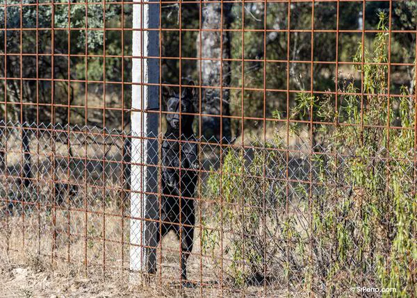 La DG Derechos de los animales aclara cómo los veterinarios pueden atender a perros o gatos no identificados