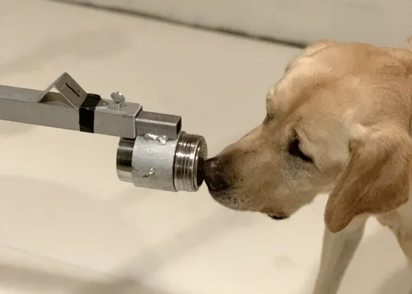 Los perros son capaces de detectar COVID-19 con una eficacia del 96%