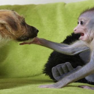 Mubi, la bebé mono, y sus amigos, los cachorros de …