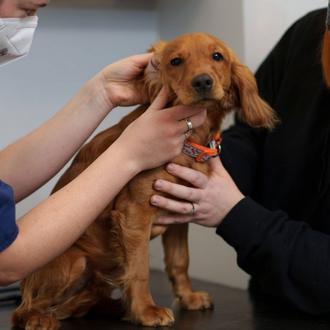 Dogs Trust Irlanda denuncia un aumento exponencial de los abandonos …