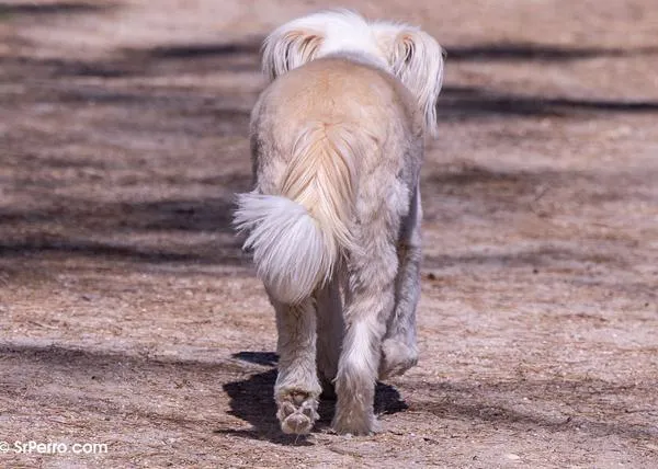 La Comunidad de Madrid plantea un retroceso en bienestar animal muy preocupante, sobre todo para los perros de caza