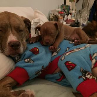 Una clase avanzada en paciencia perruna: Fifty, el pit bull …