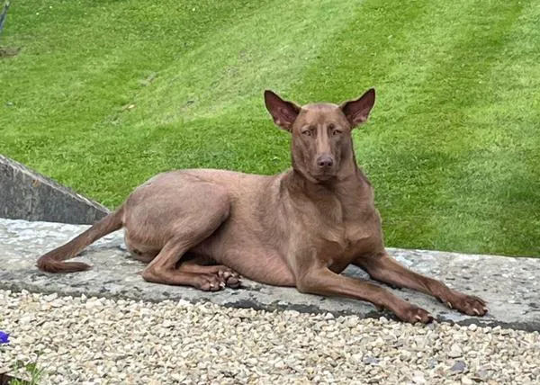 Buttons, la perra adoptada por Liam Gallagher que ha hecho posible un hospital veterinario ¿y la reunión de Oasis?