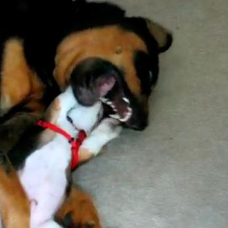 Un Rottweiler enseña a jugar a un cachorro de Beagle