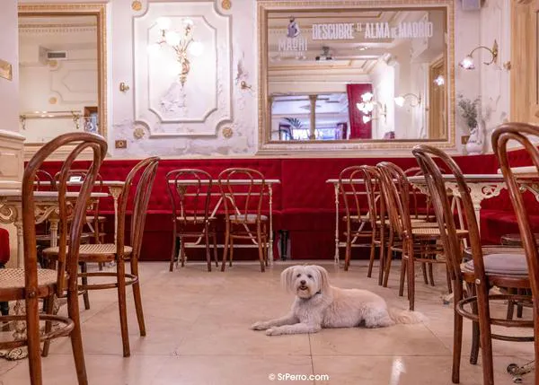 16 cafés agradables en Madrid los que dejar pasar el tiempo (con tu perro al lado)