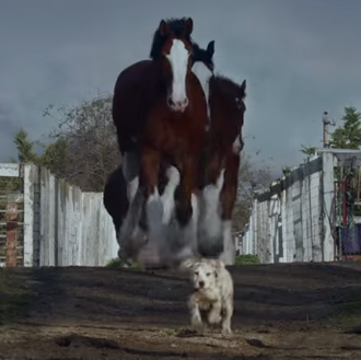 Perros y caballos, una amistad repleta de lenguetazos y besos …