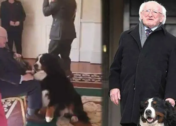 El (gran) perro del Presidente de Irlanda se cuela en una reunión oficial para exigir su dosis de caricias