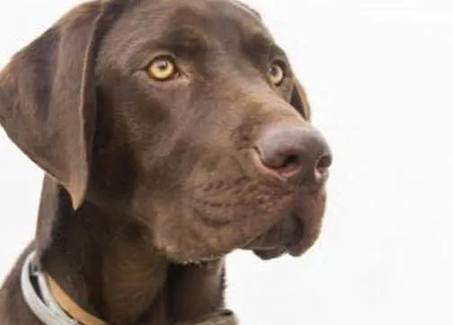 El instinto de un perro, clave para salvar a un hombre de morir ahogado en Málaga