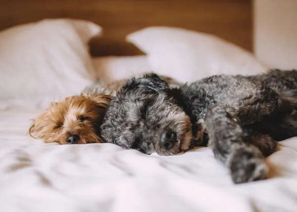Dormir con perro (o gato) tiene un impacto negativo en la calidad del sueño, según datos de más de 5000 personas