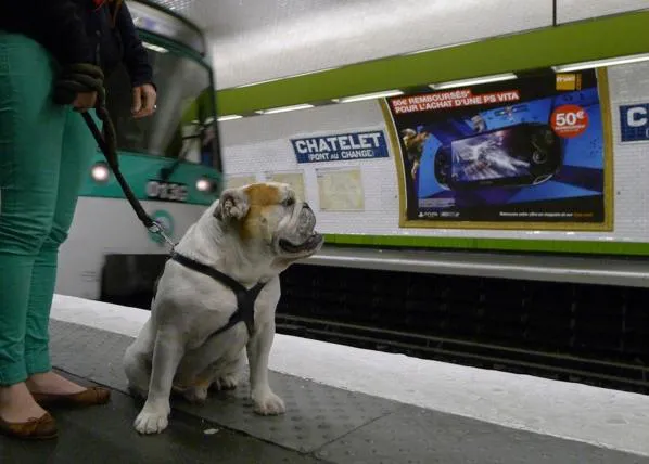 París con perro: cómo moverse en transporte público, en metro, RER, Bus...