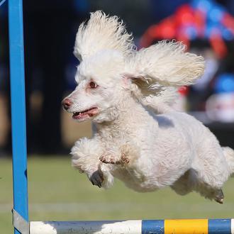 Los reyes del Agility: los perros que se llevan todas …