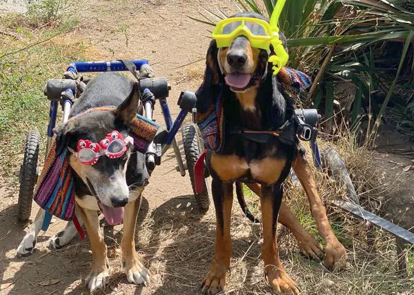 Todo listo para el mejor día de playa del año, la visita anual de los perros de BichosRaros a una playa canina