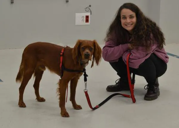 Hacho, un perro único en el mundo: investigadores gallegos identifican a un can sin órgano vomeronasal