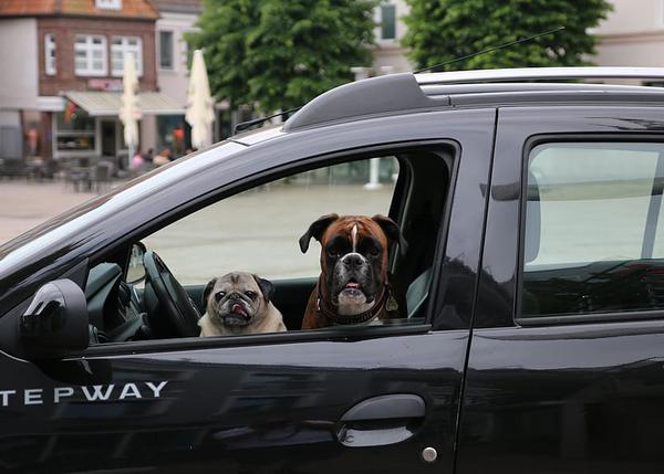 Perros: Cómo actuar para salvar del calor a can encerrado en un coche