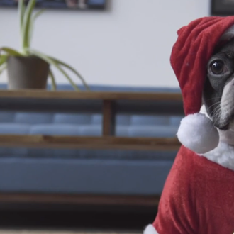 El Boston Terrier más rumboso... un vídeo perruno navideño y …