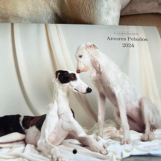 Calendarios solidarios adorables: una ayuda más que necesaria para perros …