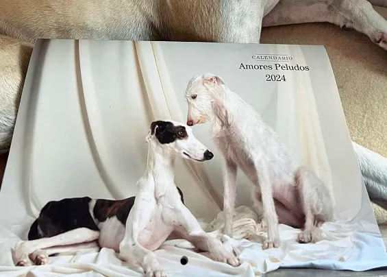 Calendarios solidarios adorables: una ayuda más que necesaria para perros y protectoras en toda España