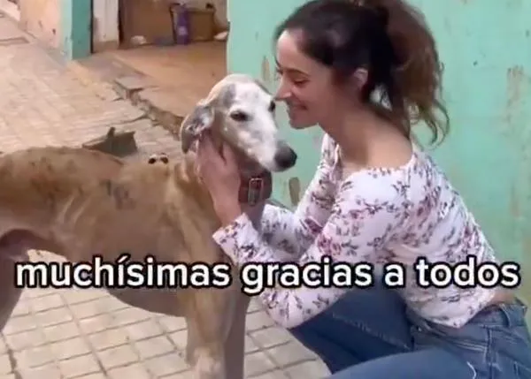 Movilización para ayudar a una peluquera canina de Valencia: ella y su Galgo no murieron de milagro en la DANA