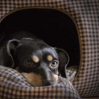 La depresión postvacacional en perros: ¿existe? ¿qué puedes hacer para …