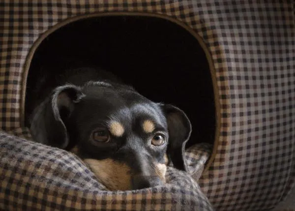 La depresión postvacacional en perros: ¿existe? ¿qué puedes hacer para paliarla?