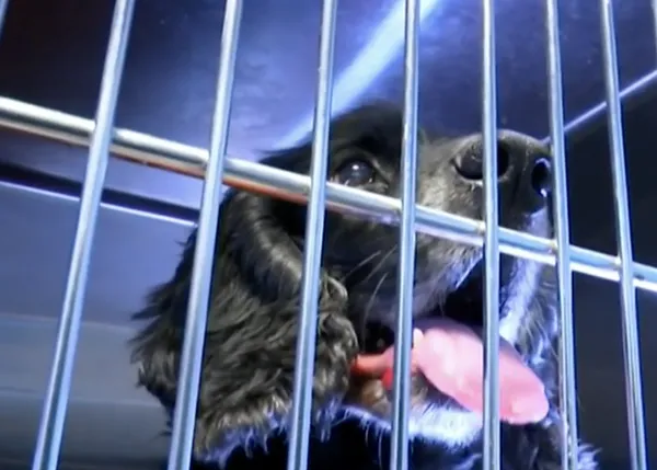 Musicoterapia para animales de compañía: una clínica veterinaria en A Coruña trata a perros y gatos con música