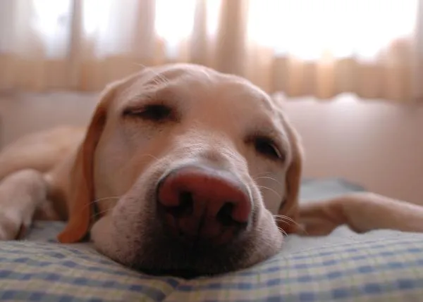 ¿A qué dedica el tiempo un perro cuando realmente puede elegir? Etograma de canes en libertad