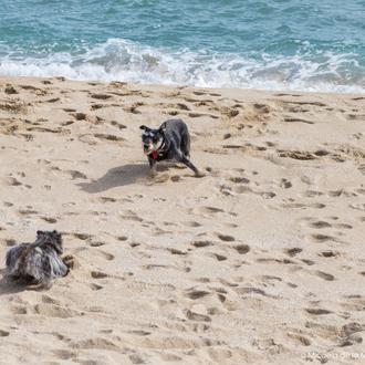 Playas donde está prohibido ir con perro ¡hasta en invierno!