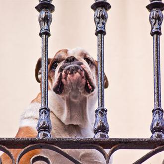 Incremento exponencial en los casos de artritis canina