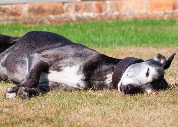 Los perros con disfunción cognitiva duermen menos y con un sueño menos profundo