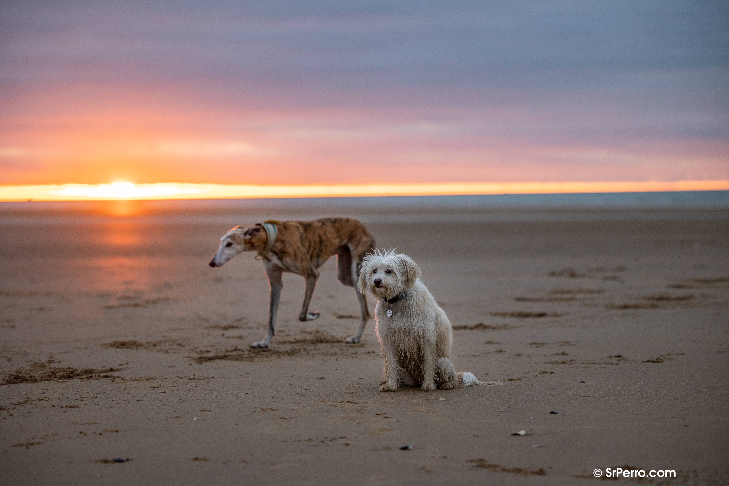 los perros disfrutan de la caza