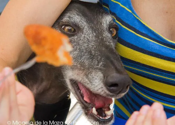Bares y restaurantes dog friendly en Barcelona, Madrid o Cádiz para hacer la ruta de la croqueta con tu perro