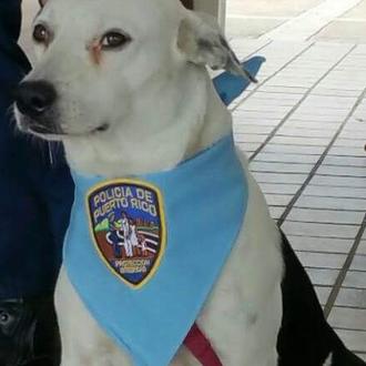 Un perro maltratado y callejero se convierte en perro policía …