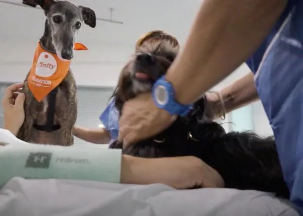 En el del Hospital del Mar buscan mejorar el estado de pacientes en la UCI con el apoyo de perros de terapia