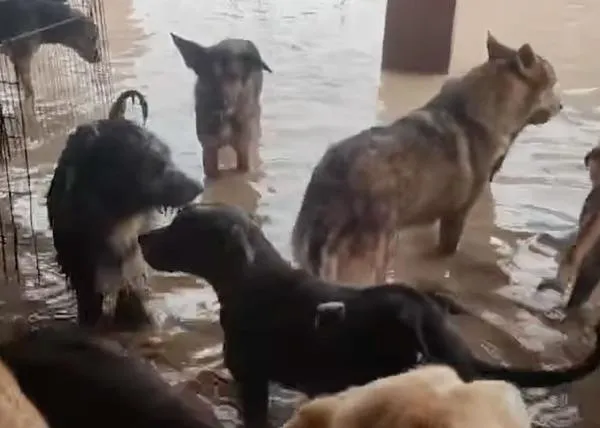 Las lluvias que han arrasado Valencia dejan 51 muertos y afectan gravemente también a las protectoras