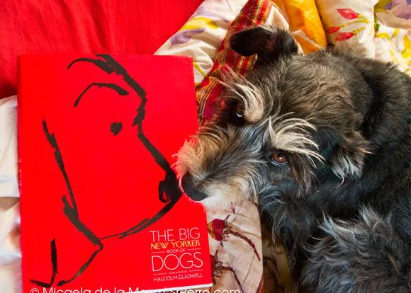 Libros para humanos con perro: The Big New Yorker Book of Dogs